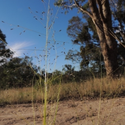 Eragrostis trachycarpa (Rough-grain Lovegrass) at Tennent, ACT - 7 Feb 2016 by michaelb