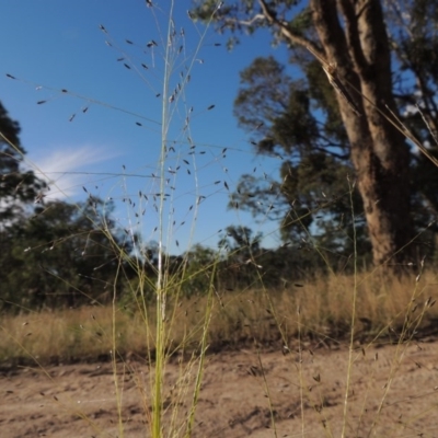 Eragrostis trachycarpa (Rough-grain Lovegrass) at Tennent, ACT - 7 Feb 2016 by MichaelBedingfield