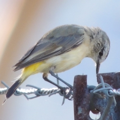 Acanthiza chrysorrhoa (Yellow-rumped Thornbill) at Tennent, ACT - 7 Feb 2016 by michaelb