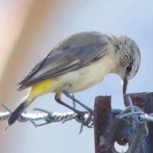 Acanthiza chrysorrhoa at Tennent, ACT - 7 Feb 2016