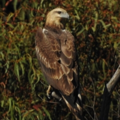 Haliaeetus leucogaster (White-bellied Sea-Eagle) at Tidbinbilla Nature Reserve - 6 May 2016 by JohnBundock