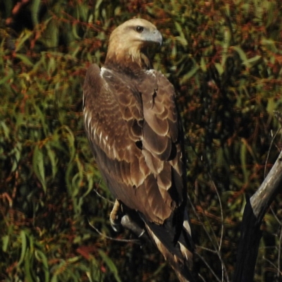 Haliaeetus leucogaster (White-bellied Sea-Eagle) at Paddys River, ACT - 6 May 2016 by JohnBundock