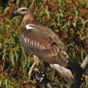 Haliaeetus leucogaster at Paddys River, ACT - 7 May 2016