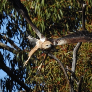 Haliaeetus leucogaster at Paddys River, ACT - 7 May 2016