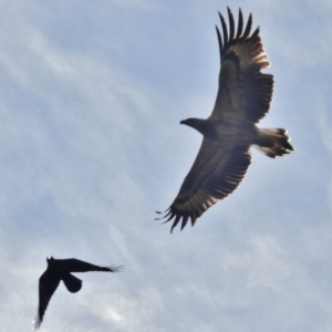 Haliaeetus leucogaster at Paddys River, ACT - 7 May 2016