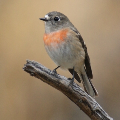 Petroica boodang (Scarlet Robin) at Red Hill, ACT - 11 May 2016 by roymcd