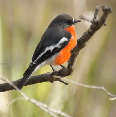 Petroica phoenicea (Flame Robin) at Symonston, ACT - 11 May 2016 by roymcd