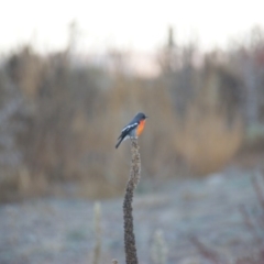 Petroica phoenicea (Flame Robin) at Isaacs Ridge and Nearby - 27 Apr 2016 by roymcd