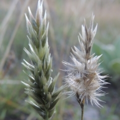 Enneapogon nigricans (Nine-awn Grass, Bottlewashers) at Tennent, ACT - 7 Feb 2016 by michaelb