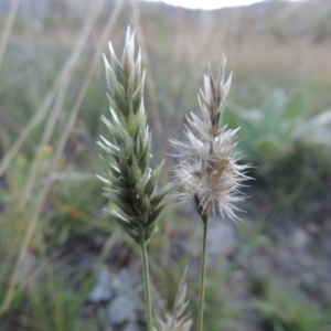 Enneapogon nigricans at Tennent, ACT - 7 Feb 2016 07:22 PM