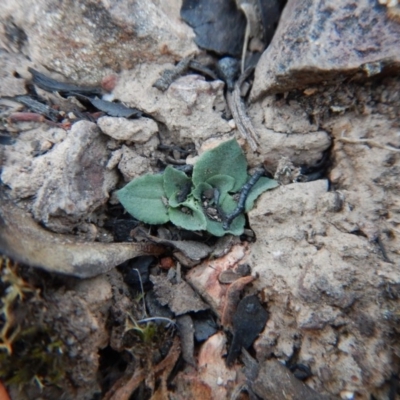 Speculantha rubescens (Blushing Tiny Greenhood) at Aranda Bushland - 5 May 2016 by CathB