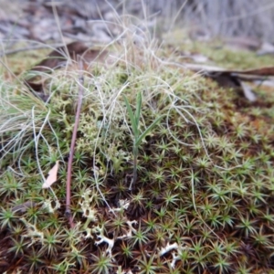 Bunochilus umbrinus (ACT) = Pterostylis umbrina (NSW) at suppressed - suppressed