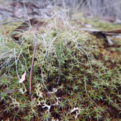 Bunochilus umbrinus (Broad-sepaled Leafy Greenhood) at Aranda Bushland - 12 May 2016 by CathB