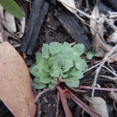 Speculantha rubescens (Blushing Tiny Greenhood) at Aranda Bushland - 12 May 2016 by CathB