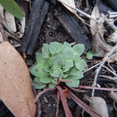 Speculantha rubescens (Blushing Tiny Greenhood) at Aranda Bushland - 12 May 2016 by CathB