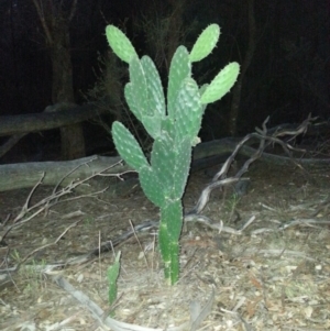 Opuntia stricta at Hackett, ACT - 12 May 2016 05:28 PM