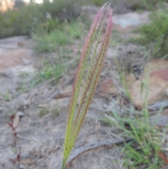 Chloris truncata (Windmill Grass) at Tennent, ACT - 7 Feb 2016 by MichaelBedingfield