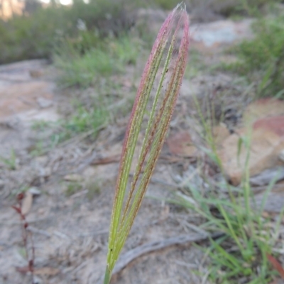 Chloris truncata (Windmill Grass) at Tennent, ACT - 7 Feb 2016 by MichaelBedingfield
