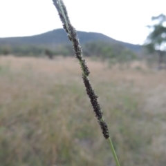 Sporobolus creber (Slender Rat's Tail Grass) at Namadgi National Park - 7 Feb 2016 by michaelb