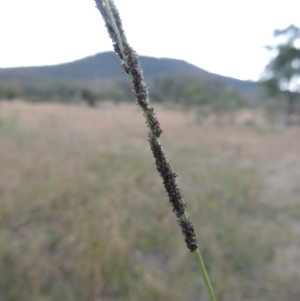 Sporobolus creber at Tennent, ACT - 7 Feb 2016