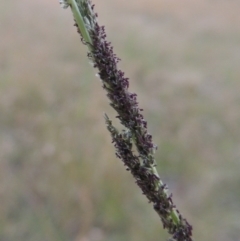 Sporobolus creber at Tennent, ACT - 7 Feb 2016