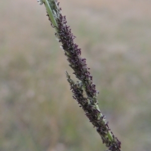 Sporobolus creber at Tennent, ACT - 7 Feb 2016