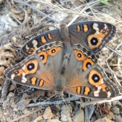 Junonia villida (Meadow Argus) at Point Hut to Tharwa - 13 Feb 2016 by michaelb