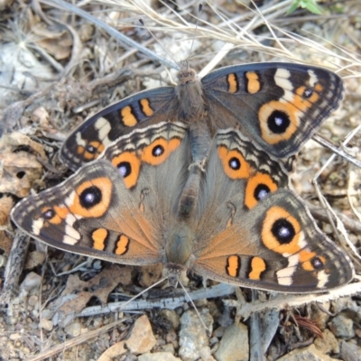 Junonia villida (Meadow Argus) at Point Hut to Tharwa - 13 Feb 2016 by michaelb