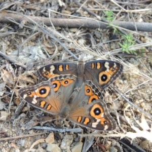 Junonia villida at Tharwa, ACT - 13 Feb 2016