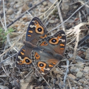 Junonia villida at Tharwa, ACT - 13 Feb 2016