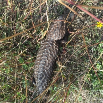 Tiliqua rugosa (Shingleback Lizard) at Goorooyarroo NR (ACT) - 13 May 2016 by AaronClausen