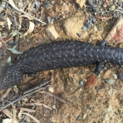 Tiliqua rugosa (Shingleback Lizard) at Mount Ainslie - 13 May 2016 by AaronClausen