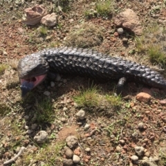 Tiliqua rugosa (Shingleback Lizard) at Mount Ainslie - 13 May 2016 by AaronClausen