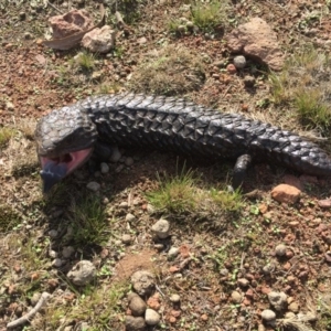 Tiliqua rugosa at Hackett, ACT - 13 May 2016 05:57 PM