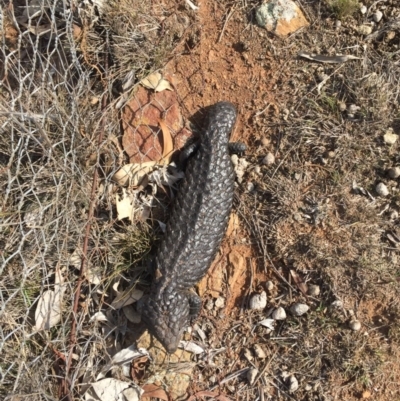 Tiliqua rugosa (Shingleback Lizard) at Majura, ACT - 13 May 2016 by AaronClausen