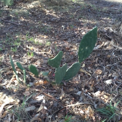 Opuntia stricta (Common Prickly Pear) at Hackett, ACT - 13 May 2016 by AaronClausen