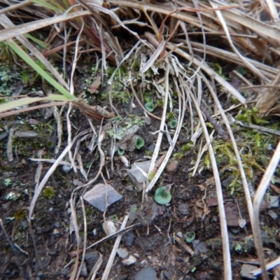 Cyrtostylis reniformis (Common Gnat Orchid) at Aranda, ACT - 12 May 2016 by CathB