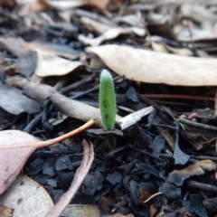 Caladenia atrovespa (Green-comb Spider Orchid) at Aranda Bushland - 13 May 2016 by CathB