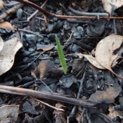 Caladenia atrovespa at Aranda, ACT - 13 May 2016