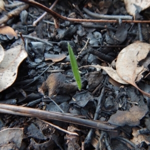 Caladenia atrovespa at Aranda, ACT - 13 May 2016