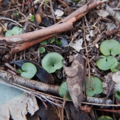 Corysanthes hispida (Bristly Helmet Orchid) at Aranda, ACT - 13 May 2016 by CathB