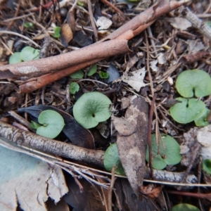 Corysanthes hispida at Aranda, ACT - suppressed