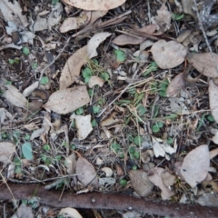 Corysanthes hispida at Aranda, ACT - suppressed