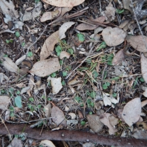 Corysanthes hispida at Aranda, ACT - 13 May 2016