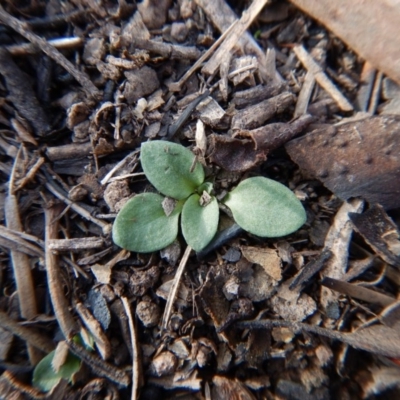 Diplodium sp. (A Greenhood) at Aranda Bushland - 13 May 2016 by CathB