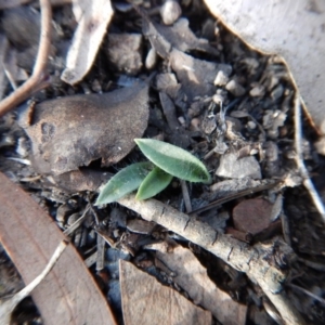 Glossodia major at Aranda, ACT - suppressed