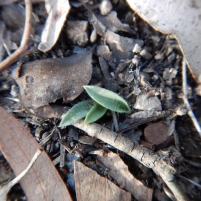 Glossodia major (Wax Lip Orchid) at Aranda Bushland - 13 May 2016 by CathB