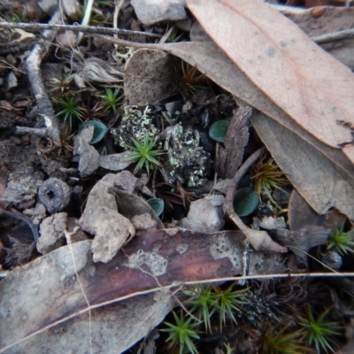 Cyrtostylis reniformis (Common Gnat Orchid) at Aranda Bushland - 13 May 2016 by CathB