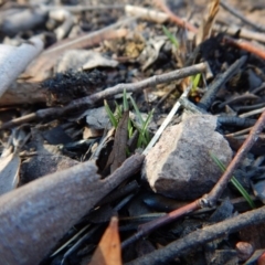 Caladenia fuscata (Dusky Fingers) at Aranda Bushland - 13 May 2016 by CathB