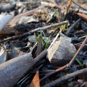 Caladenia fuscata at Belconnen, ACT - suppressed